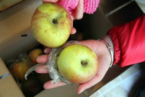 蘋(píng)果為啥要套塑料袋